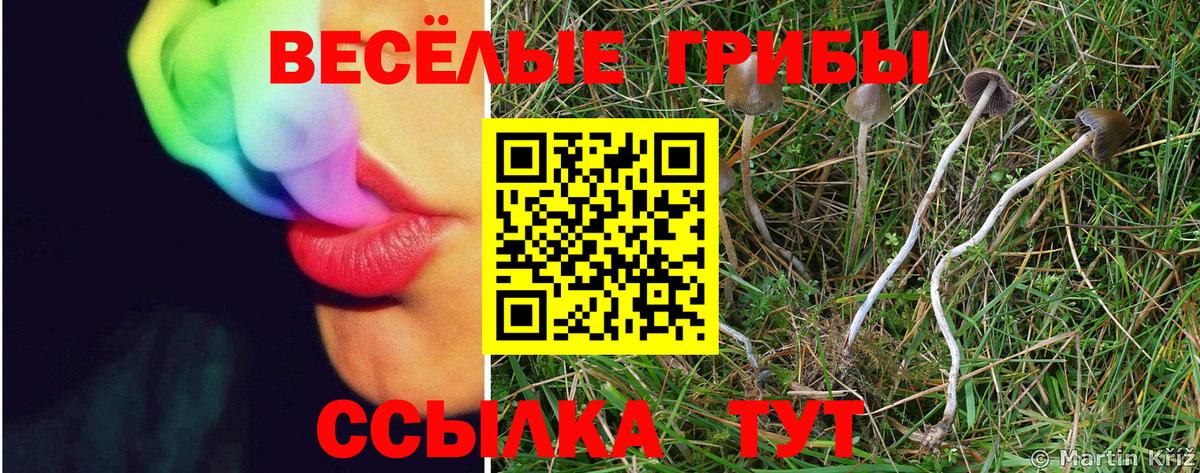 Псилоцибиновые грибы Psilocybe  Вход с VPN  Электросталь 